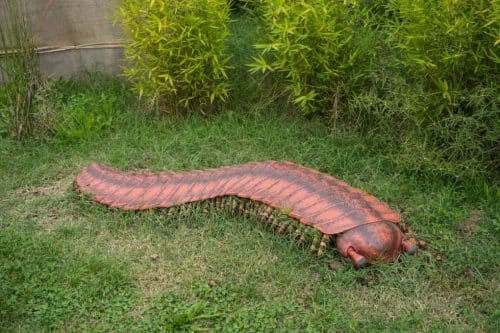Arthropleura, il gigantesco millepiedi che viveva sulla Terra 300 milioni di anni fa 1 animale 500x333.jpg