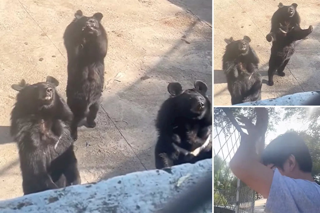 black bear does viral flower handshake dance with black bear does viral flower handshake dance with FC07D8428BEFE314D88D26CA422E3071 1.jpg