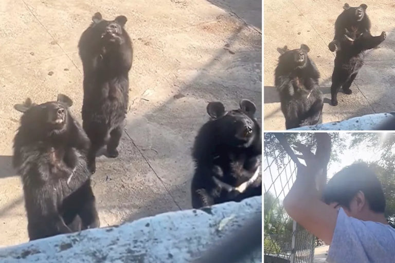 black bear does viral flower handshake dance with black bear does viral flower handshake dance with FC07D8428BEFE314D88D26CA422E3071 1.jpg