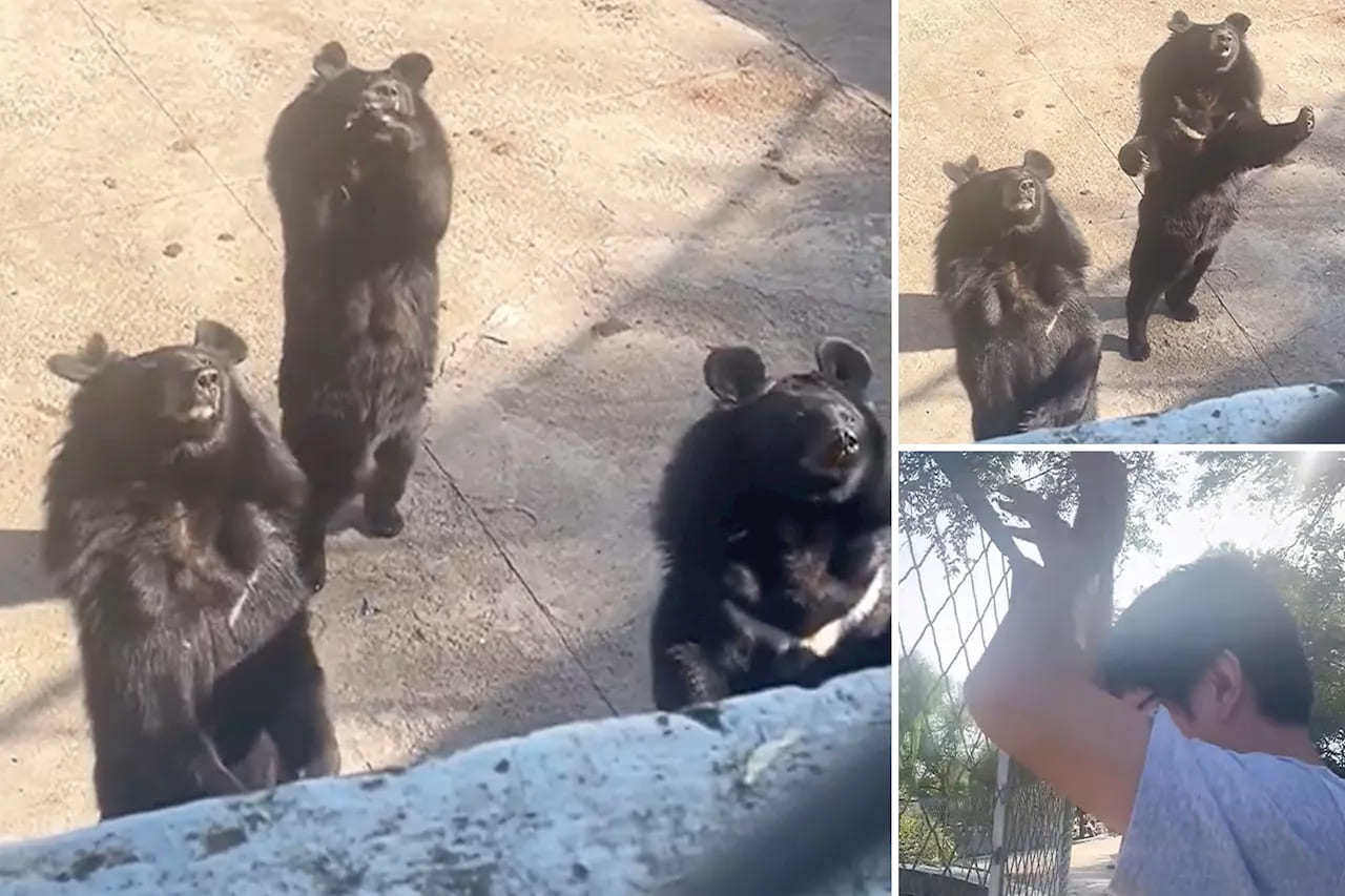 Orso imita un balletto virale su TikTok con i turisti allo zoo cinese. VIDEO 1 black bear does viral flower handshake dance with black bear does viral flower handshake dance with FC07D8428BEFE314D88D26CA422E3071 1.jpg