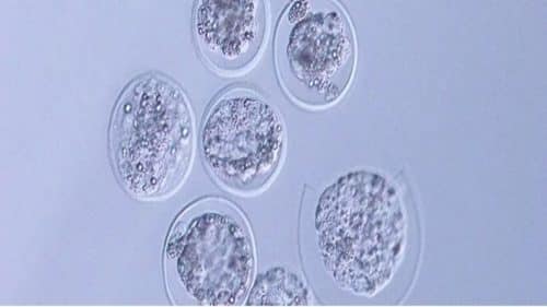 blastule 1 500x281.jpg