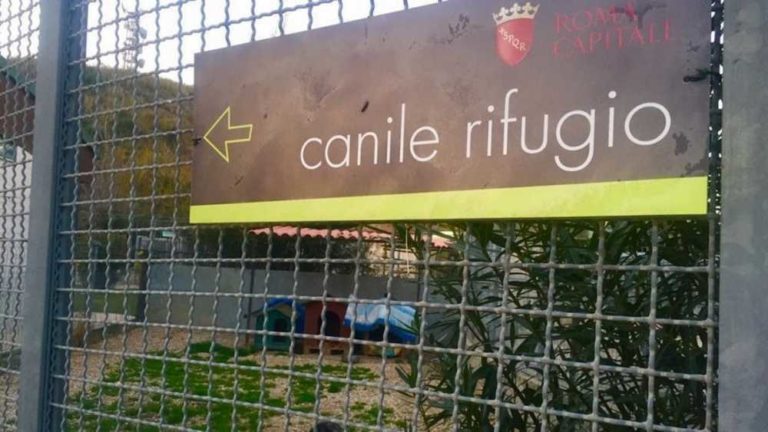 canile muratella roma 2.jpg