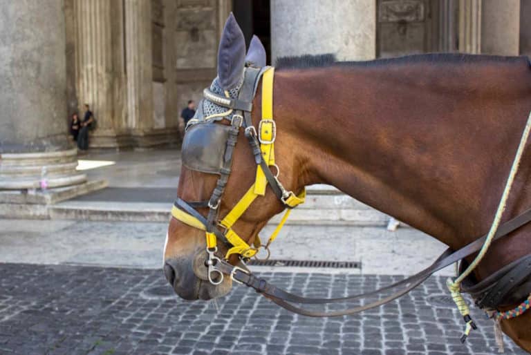 cavallo botticelle roma.jpg