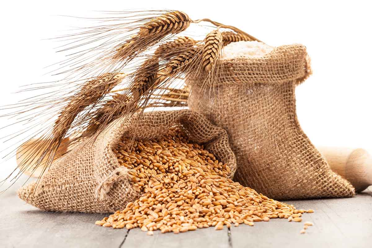 cereali grano.jpg