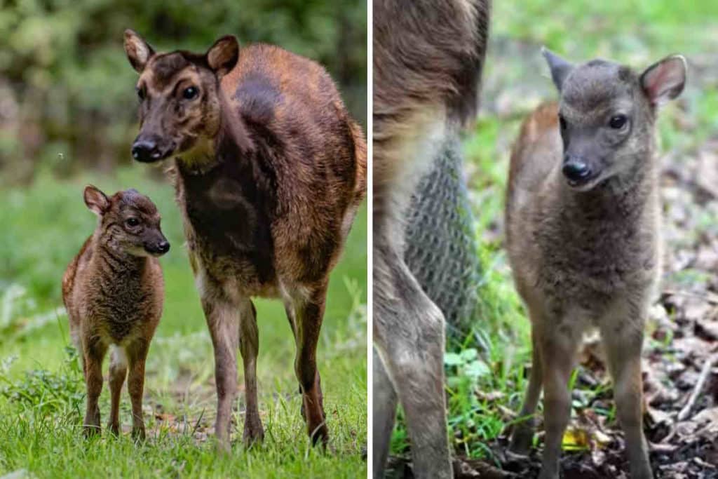 cervo zoo Uk.jpg