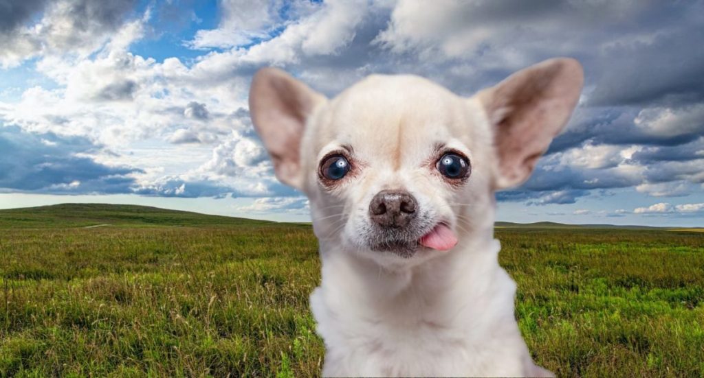 chihuahua cosa fa.jpg