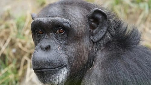 chimpanzee 871296 1280 1 500x281.jpg