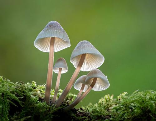 common bonnet m.jpg