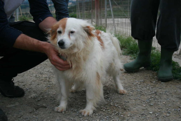 cucciola cane cagnetta cagnolina canile furbara 1.jpg