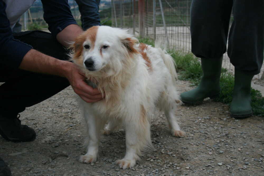 Canile di Furbara, “chiusura temporanea decisa dalla Asl per i tanti cani adottati” 1 cucciola cane cagnetta cagnolina canile furbara 1.jpg