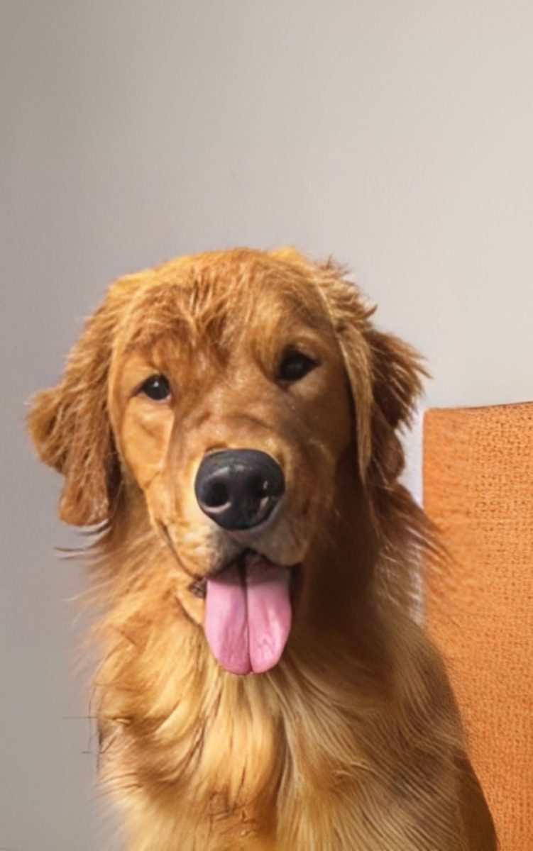 cucciolo cane golden.jpg