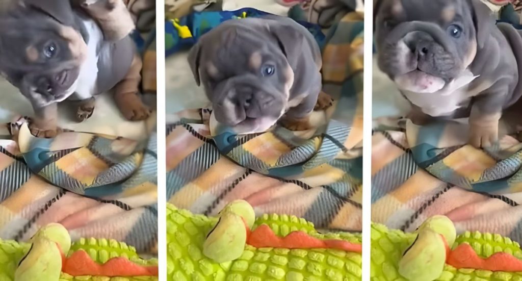 cucciolo di cane abbaia.jpg