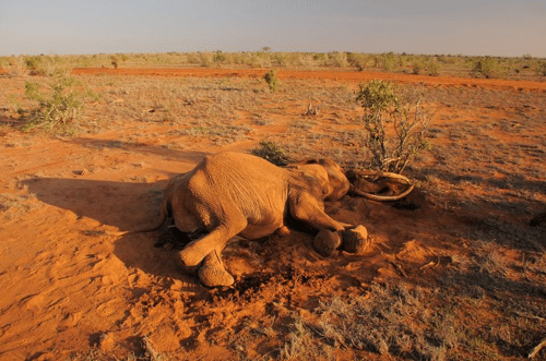 elephant m.png