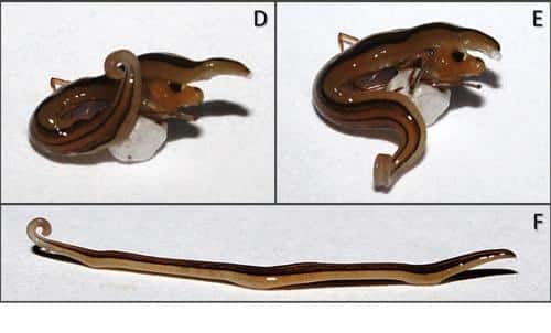 flatworm attacking spider m.jpg