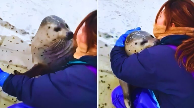 foca abbraccia coccola.jpg