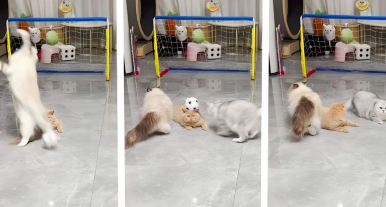gatti tiktok.jpg