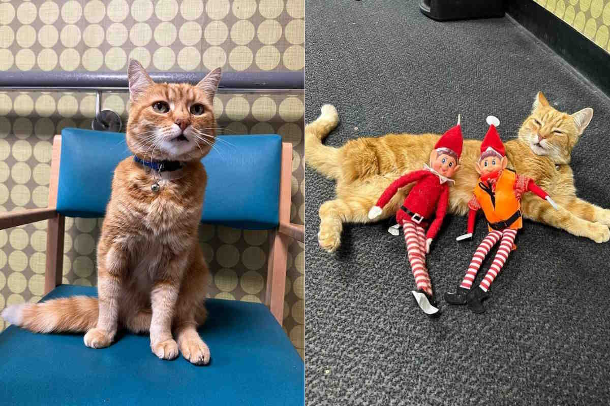 Addio Jasper, morto il gatto che tutti i giorni faceva visita ai pazienti di un ospedale 1 gatto Jasper.jpg