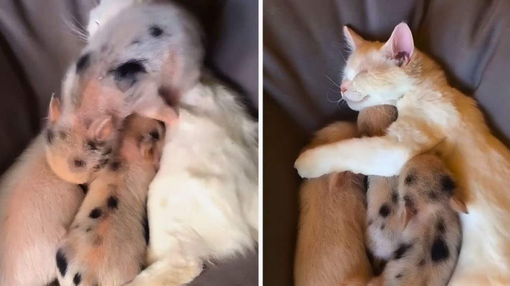gatto maialini coccole.jpg