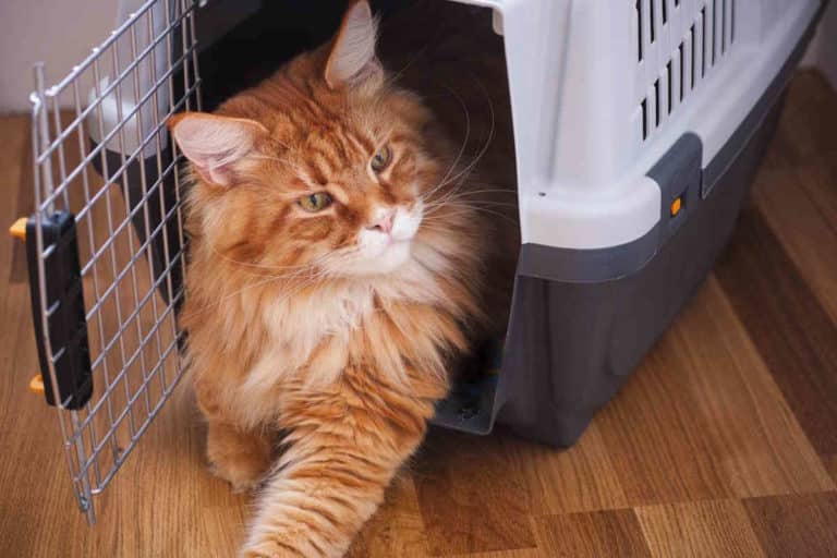gatto trasportino.jpg