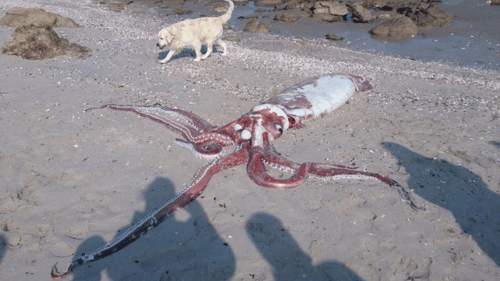 giant squid aquarium m.png