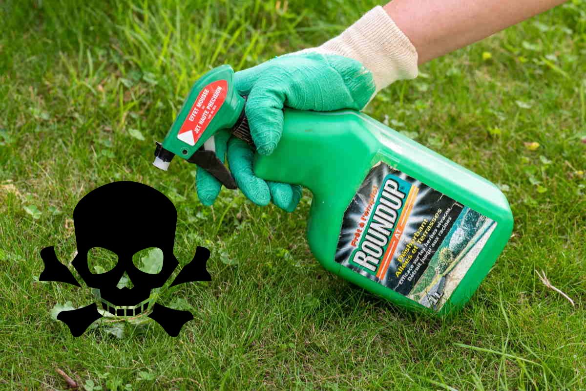 Glifosato: Bayer condannata a pagare un maxi risarcimento a 3 agricoltori che si sono ammalati a causa del suo erbicida 1 glifosato leucemia.jpg