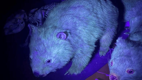 glowing wombat m.png