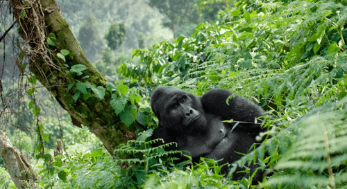 gorilla m.png