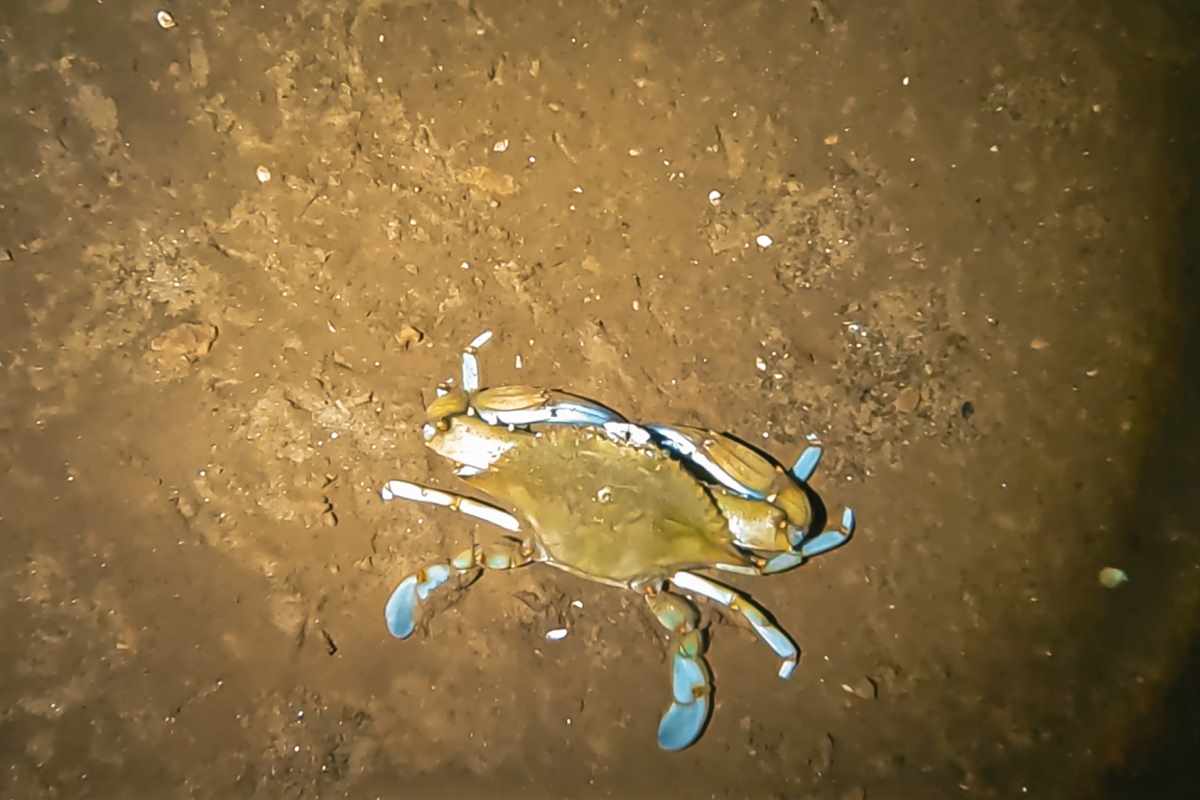 granchio blu.jpg