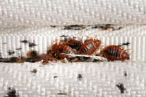 group of bedbugs surrounded by brown spots in a crevice in white fabric m.jpg