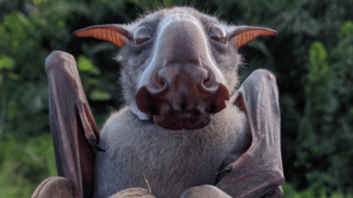 hammerhead bat m.png