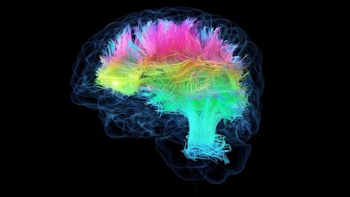 human brain m 4 500x281.jpg