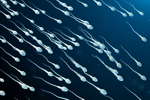 illustration of sperm swimming m.png