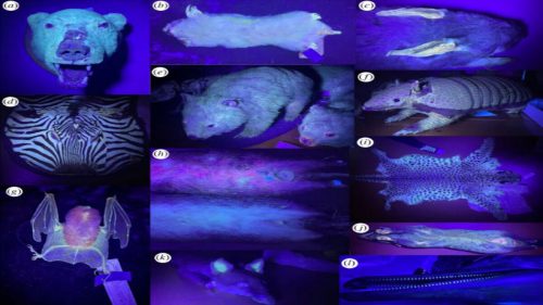 image 12326 Mammalian Fluorescence 1 500x281.jpg