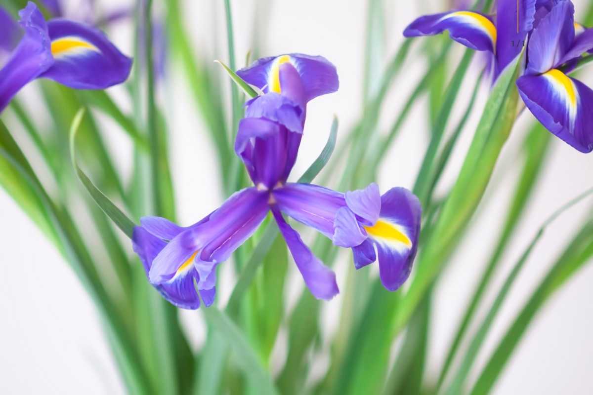Iris: tutto quello che devi sapere per coltivare il fiore della fiducia e della saggezza 1 iris.jpg