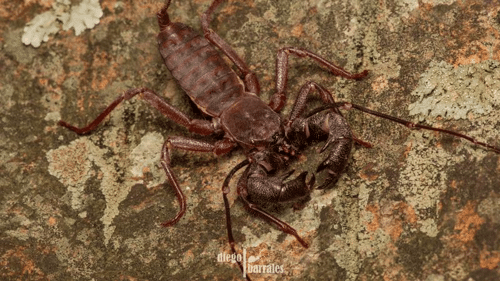 mastigoproctus xetame m.png