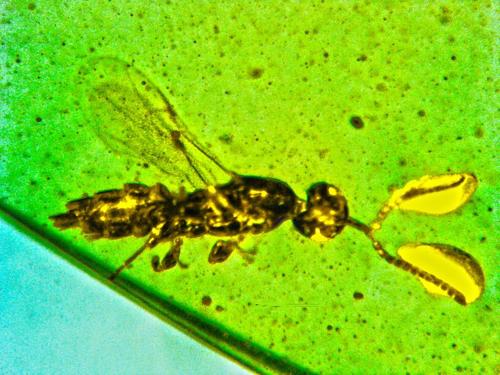 microwasp m.jpg