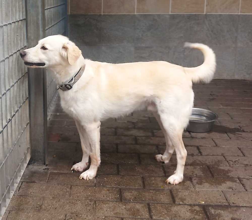 Nando, cagnolino gentile aspetta una famiglia che lo porti a casa 1 nando.jpeg