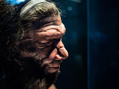 neanderthal model m 500x375.jpg