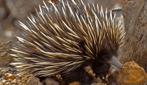 not so silent echidna m 1.png