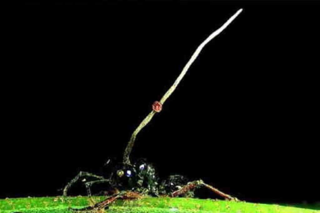 ophiocordyceps unilateralis 1 1.jpg