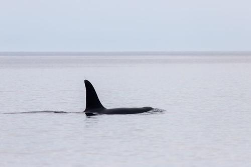 orca at sea m.jpg