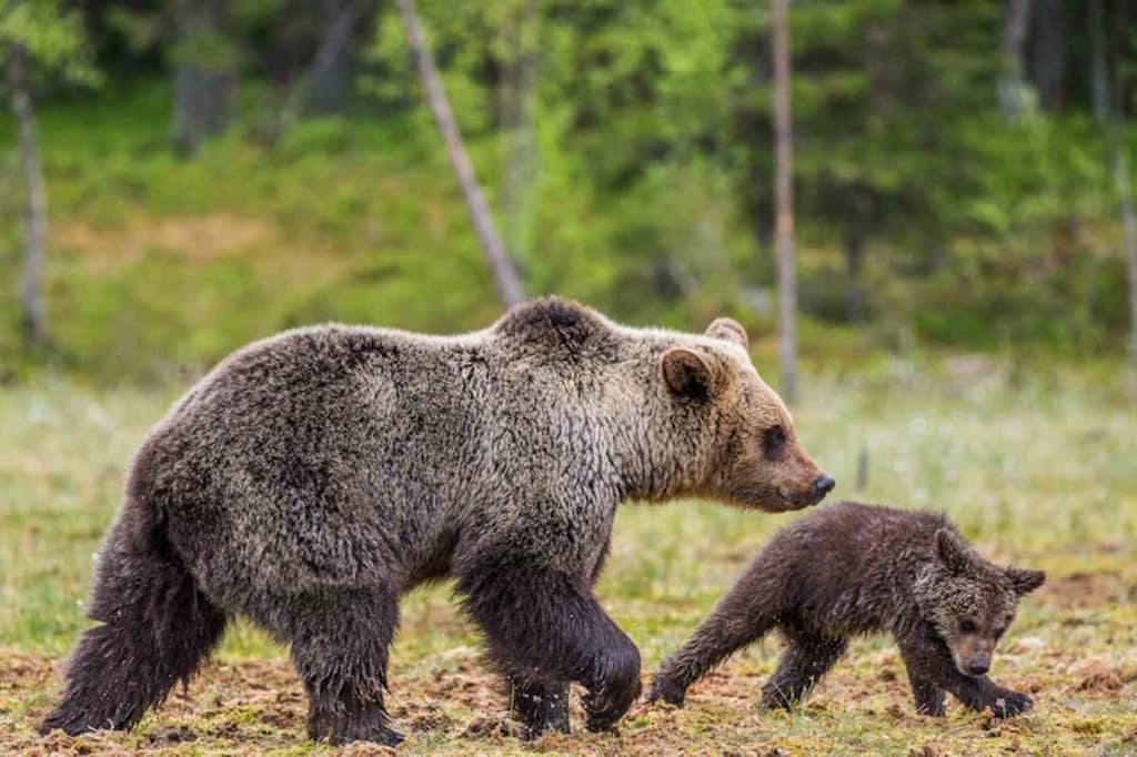 orso cucciolo.jpg