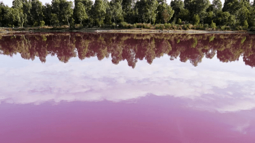 pink lake m 1.png