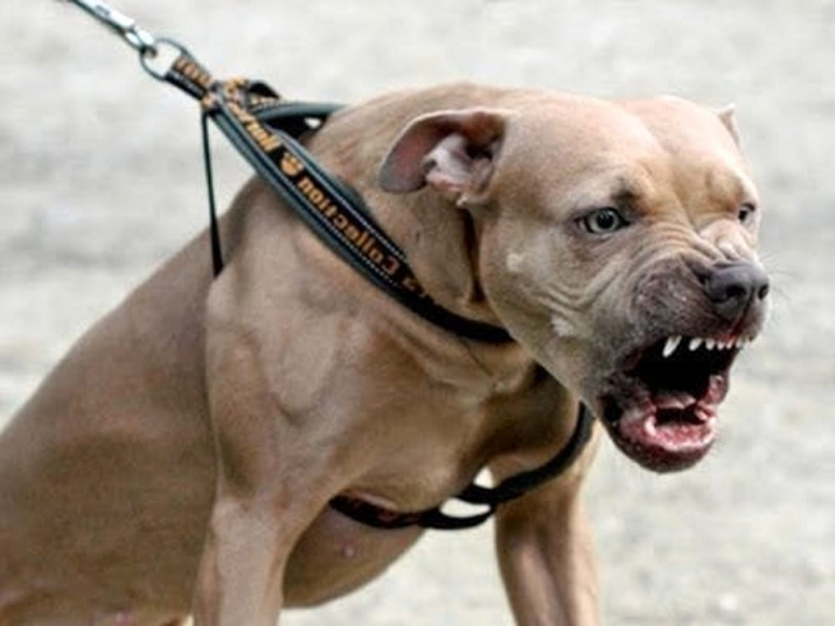 pitbull ringhia.png