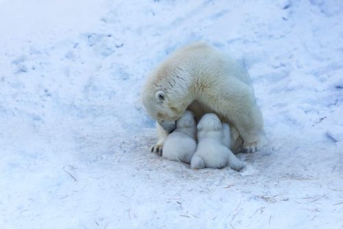 polar bear m 500x334.jpg