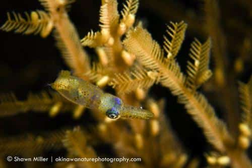 ryukyuan pygmy squid m.jpg