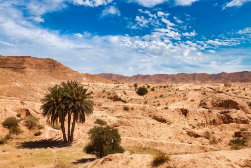 sahara desert hills with sand dunes and palm tree vegetation and blue sky m 500x334.jpg