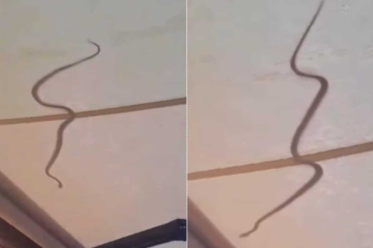 Roma è diventata una giungla: trovato un serpente sul tendone di un bar 1 serpente Roma 1.jpg