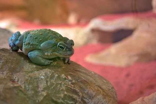 sonoran desert toad m 500x334.jpg