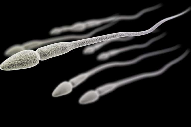 sperma legge newton.jpg